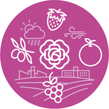 Massfood frutas y hortalizas