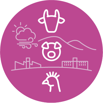 Massfood industria cárnica